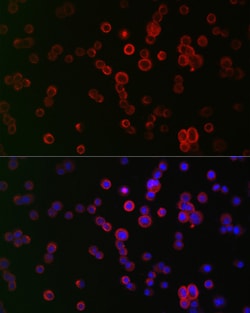 Invitrogen NOX1 Polyclonal Antibody 100 &mu;L; Unconjugated:Antibodies,