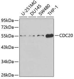 Invitrogen CDC20 Polyclonal Antibody 100 &mu;L; Unconjugated:Antibodies,