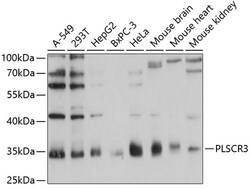 Invitrogen PLSCR3 Polyclonal Antibody 100 μL; Unconjugated:Antibodies,