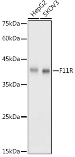 Invitrogen JAM-A (CD321) Polyclonal Antibody 100 &mu;L; Unconjugated:Antibodies,