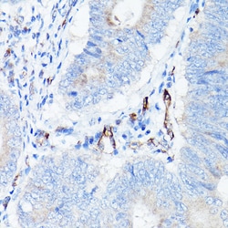 Invitrogen VE-cadherin Polyclonal Antibody 100 &mu;L; Unconjugated:Antibodies,