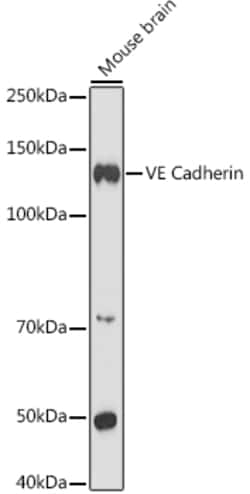 Invitrogen VE-cadherin Polyclonal Antibody 100 &mu;L; Unconjugated:Antibodies,