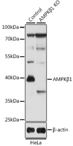 Invitrogen AMPK beta-1 Polyclonal Antibody 100 μL; Unconjugated:Antibodies,