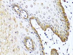 Invitrogen VIP Polyclonal Antibody 100 &mu;L; Unconjugated:Antibodies,