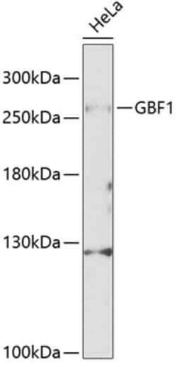 Invitrogen GBF1 Polyclonal Antibody 100 &mu;L; Unconjugated:Antibodies,