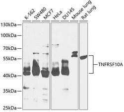 Invitrogen DR4 Polyclonal Antibody 100 &mu;L; Unconjugated:Antibodies,