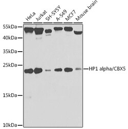 Invitrogen HP1 alpha Polyclonal Antibody 100 &mu;L; Unconjugated:Antibodies,