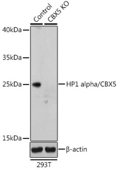 Invitrogen HP1 alpha Polyclonal Antibody 100 &mu;L; Unconjugated:Antibodies,