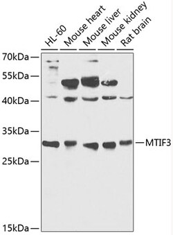 Invitrogen MTIF3 Polyclonal Antibody 100 &mu;L; Unconjugated:Antibodies,
