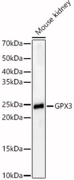 Invitrogen GPX3 Polyclonal Antibody 100 μL; Unconjugated:Antibodies,