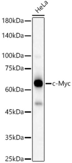 Invitrogen c-Myc Polyclonal Antibody 100 &mu;L; Unconjugated:Antibodies,