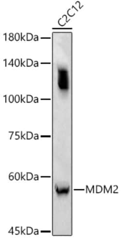 Invitrogen MDM2 Polyclonal Antibody 100 &mu;L; Unconjugated:Antibodies,