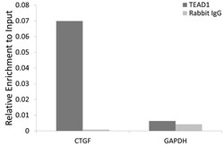 TEF1 Polyclonal Antibody, Invitrogen 100 &mu;L; Unconjugated:Antibodies,