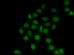 TEF1 Polyclonal Antibody, Invitrogen 100 &mu;L; Unconjugated:Antibodies,