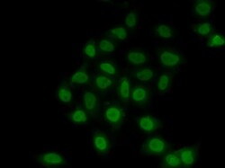 TEF1 Polyclonal Antibody, Invitrogen 100 &mu;L; Unconjugated:Antibodies,
