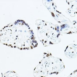TEF1 Polyclonal Antibody, Invitrogen 100 &mu;L; Unconjugated:Antibodies,