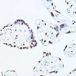 TEF1 Polyclonal Antibody, Invitrogen 100 &mu;L; Unconjugated:Antibodies,