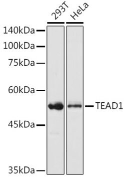 TEF1 Polyclonal Antibody, Invitrogen 100 &mu;L; Unconjugated:Antibodies,