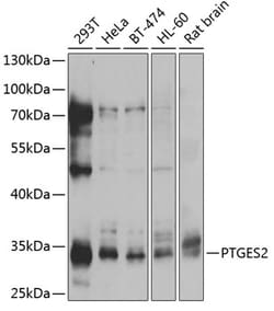 Invitrogen PTGES2 Polyclonal Antibody 100 μL; Unconjugated:Antibodies,