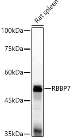 Invitrogen RbAp46 Polyclonal Antibody 100 μL; Unconjugated:Antibodies,