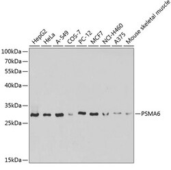 Invitrogen PSMA6 Polyclonal Antibody 100 &mu;L; Unconjugated:Antibodies,