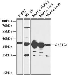 Invitrogen AKR1A1 Polyclonal Antibody 100 &mu;L; Unconjugated:Antibodies,