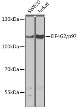 Invitrogen DAP5 Polyclonal Antibody 100 &mu;L; Unconjugated:Antibodies,