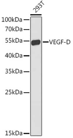 Invitrogen VEGFD Polyclonal Antibody 100 &mu;L; Unconjugated:Antibodies,
