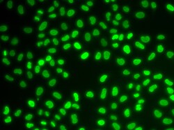 Invitrogen HDGF Polyclonal Antibody 100 &mu;L | Buy Online | Invitrogen&trade; | Fisher Scientific