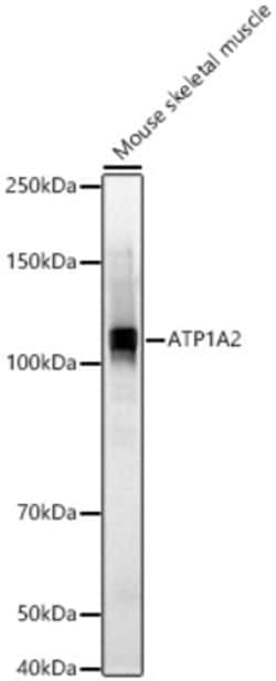 Invitrogen ATP1A2 Polyclonal Antibody 100 &mu;L; Unconjugated:Antibodies,