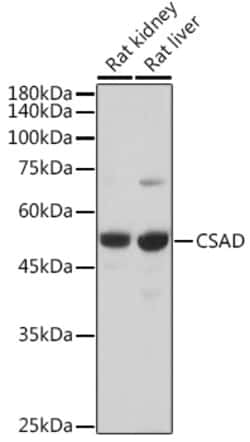 Invitrogen CSAD Polyclonal Antibody 100 &mu;L; Unconjugated:Antibodies,