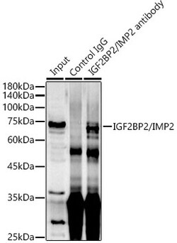 Invitrogen IGF2BP2 Polyclonal Antibody 100 &mu;L; Unconjugated:Antibodies,