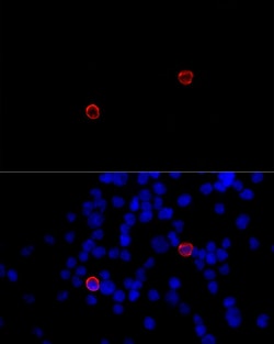 Invitrogen CD299 (DC-SIGN/L) Polyclonal Antibody 100 &mu;L; Unconjugated:Antibodies,