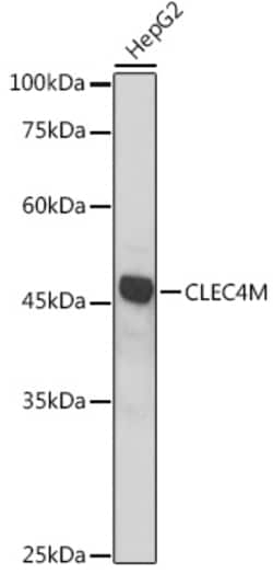 Invitrogen CD299 (DC-SIGN/L) Polyclonal Antibody 100 &mu;L; Unconjugated:Antibodies,