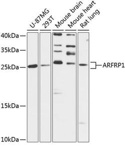Invitrogen ARFRP1 Polyclonal Antibody 100 &mu;L; Unconjugated:Antibodies,