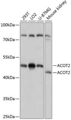Invitrogen ACOT2 Polyclonal Antibody 100 &mu;L; Unconjugated:Antibodies,