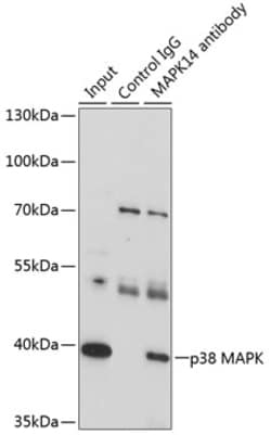 Invitrogen p38 MAPK alpha Polyclonal Antibody 100 &mu;L | Buy Online | Invitrogen&trade; | Fisher Scientific