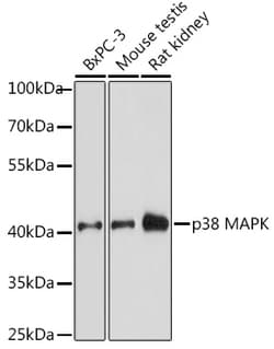 Invitrogen p38 MAPK alpha Polyclonal Antibody 100 &mu;L | Buy Online | Invitrogen&trade; | Fisher Scientific