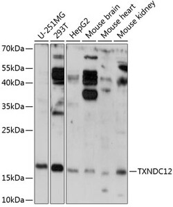 Invitrogen TXNDC12 Polyclonal Antibody 100 μL; Unconjugated:Antibodies,