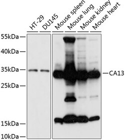 Invitrogen Carbonic Anhydrase XIII Polyclonal Antibody 100 &mu;L; Unconjugated:Antibodies,