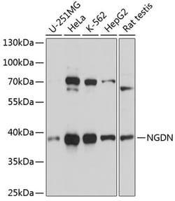 Invitrogen NGDN Polyclonal Antibody 100 &mu;L; Unconjugated:Antibodies,