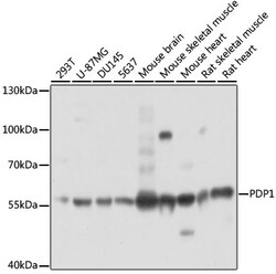 Invitrogen PDP1 Polyclonal Antibody 100 &mu;L; Unconjugated:Antibodies,