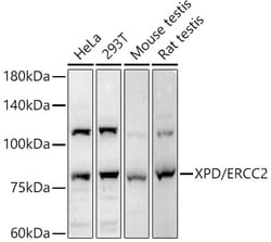 Invitrogen XPD Polyclonal Antibody 100 &mu;L; Unconjugated:Antibodies,