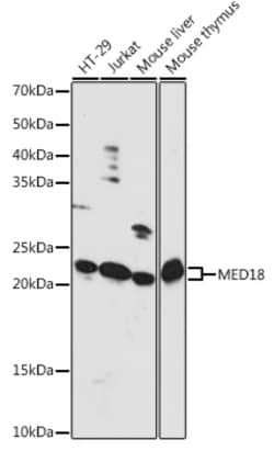 Invitrogen MED18 Polyclonal Antibody 100 &mu;L; Unconjugated:Antibodies,