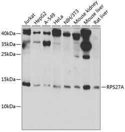 Invitrogen RPS27A Polyclonal Antibody 100 &mu;L; Unconjugated:Antibodies,