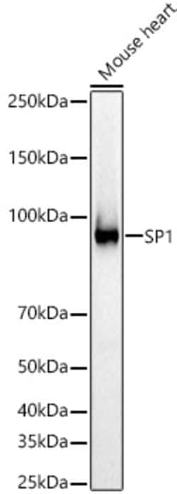 Invitrogen SP1 Polyclonal Antibody 100 &mu;L; Unconjugated:Antibodies,