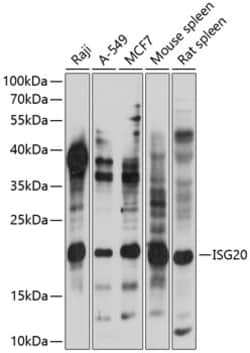 Invitrogen ISG20 Polyclonal Antibody 100 &mu;L; Unconjugated:Antibodies,