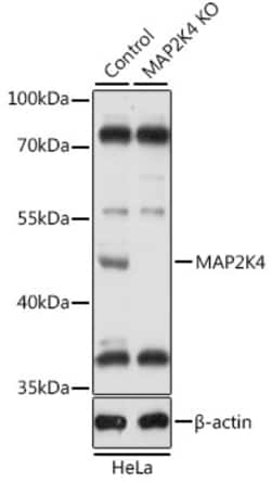 Invitrogen MAP2K4 Polyclonal Antibody 100 μL; Unconjugated:Antibodies,