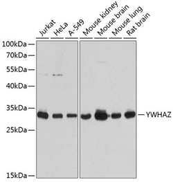 Invitrogen 14-3-3 zeta Polyclonal Antibody 100 &mu;L; Unconjugated:Antibodies,