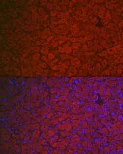 Invitrogen FSHR Polyclonal Antibody 100 &mu;L; Unconjugated:Antibodies,